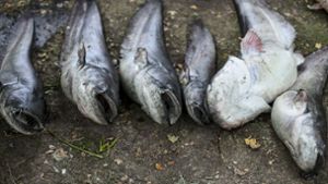 Sechs der 50.000 Fische, die im Max-Eyth-See gestorben sind. Foto: Leif Piechowski