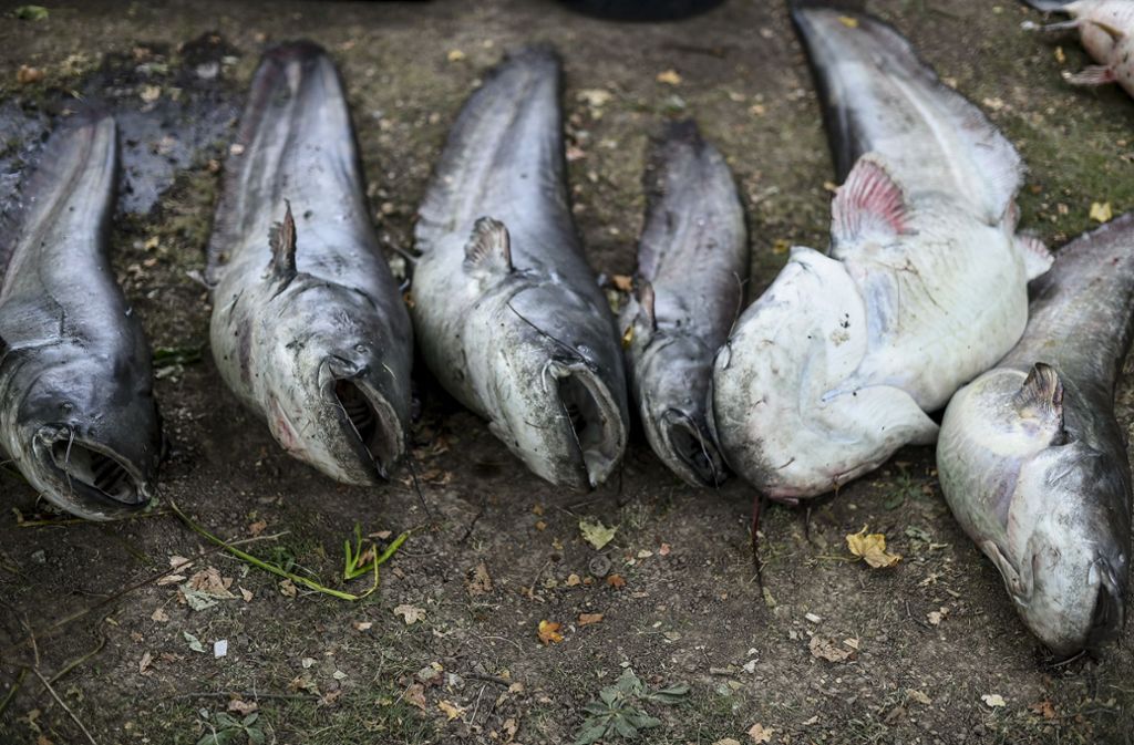 Sechs der 50.000 Fische, die im Max-Eyth-See gestorben sind.