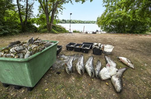 Die toten Fischen werden in Containern gesammelt. Foto: Lichtgut/Leif Piechowski