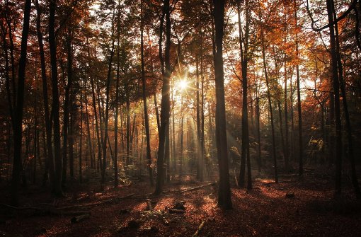 Der Wald ist ein wichtiger Teil des Ökosystems. Sein Schutz ist eines der Themen, die die Akademie beleuchten wird. Foto: dpa