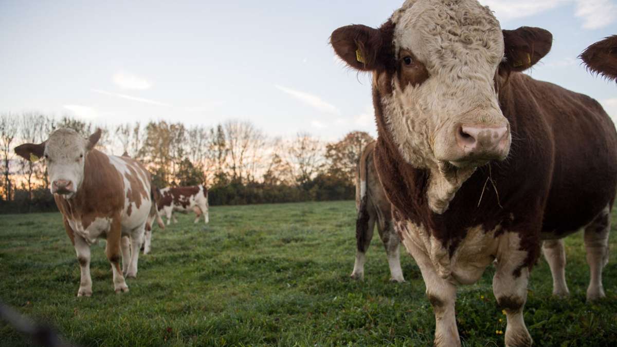 Tag der Milch: Zahl der Milchbauern in Baden-Württemberg geht zurück