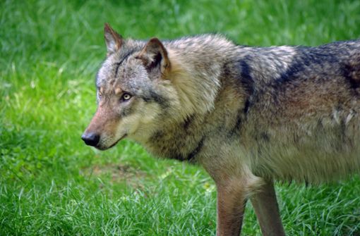 Ob ein Wolf wirklich an dem Vorfall in Schluchsee beteiligt war, wird gerade untersucht (Symbolbild). Foto: IMAGO/Martin Wagner/IMAGO/Martin Wagner