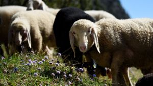Drei bockige Schafe auf Abwegen