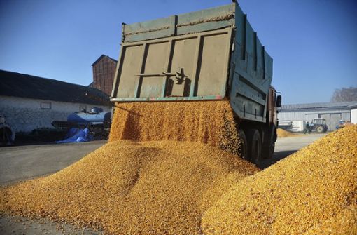 Ukrainisches Getreide – in der EU gibt es Streit um Einfuhrbeschränkungen. Foto: dpa