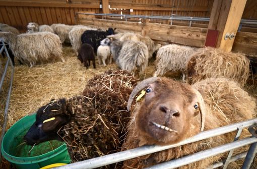 Beim Aktionstag der Schäfereigemeinschaft können Besucher einen näheren Blick in den Schafstall werfen und mehr über den Alltag der Tiere erfahren. Foto: Simon Granville