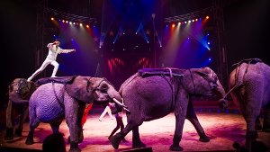 Die Elefantennummer im Weltweihnachtscircus ruft Tierschützer auf den Plan Foto: Lichtgut/Max Kovalenko