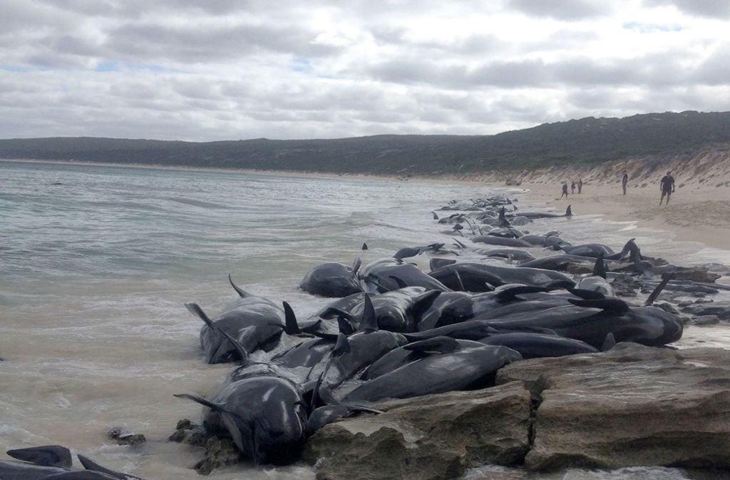 An einer Bucht namens Hamelin Bay in Australien sind über 150 Wale gestrandet.