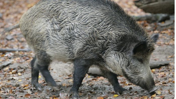 Wildschwein mit Hasenpest-Erreger infiziert