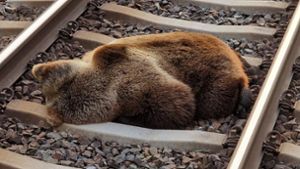 Bär bei Zusammenstoß mit Zug getötet