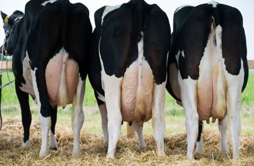 Auf Hochleistung gezüchtet: Milchkühe – hier auf einem Agrarfest in Thüringen Foto: dpa