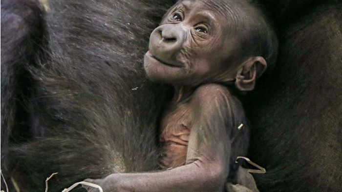 Ein Gorilla-Baby erblickt das Licht der Welt