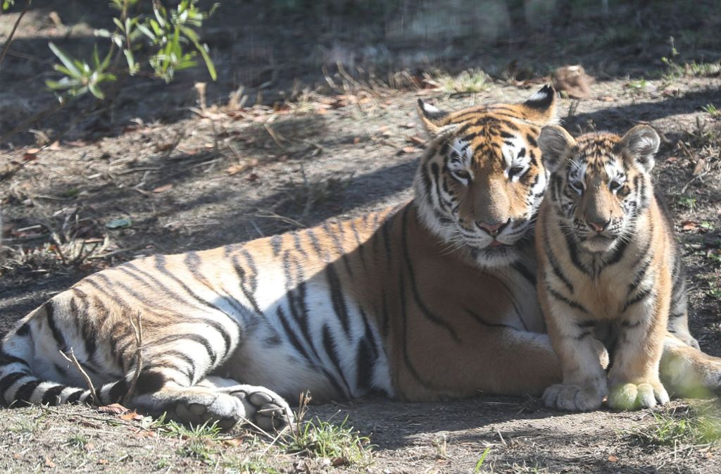 Ein Tiger hat einen jungen Mann in einem Tierpark schwer verletzt (Symbolfoto). Foto: dpa