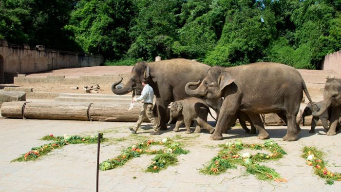 Wurden Elefanten-Jungtiere gequält?