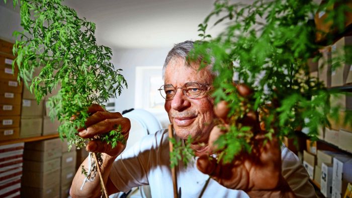 Streit um Arzneipflanze Artemisia wieder vor Gericht