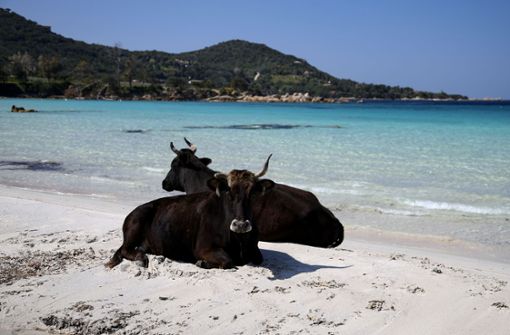 Die einzigen, die derzeit an die Strände der französischen Insel Korsika dürfen, sind die wilden Kühe. Foto: AFP/PASCAL POCHARD-CASABIANCA