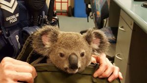 Guckguck: Der Koala soll etwa sechs Monate alt sein und wurde von einer Frau in einem Rucksack herumgetragen. Die Polizei hat das Tier in Obhut genommen. Foto: AFP