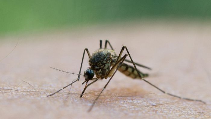 Mückenjägerin macht Jagd mit Spezial-Sauger