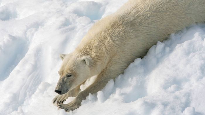 Dieser Eisbär genießt den norwegischen Schnee