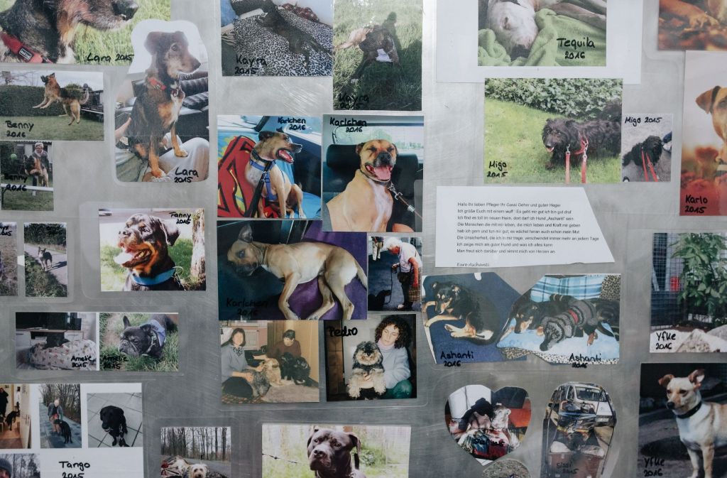 Erinnerungen: An der Wand hängen die Bilder von vermittelten Hunden.