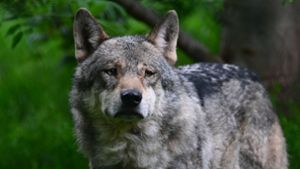 Abschusserlaubnis für Wolf in der Schweiz