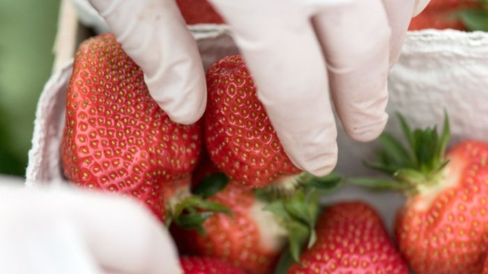 Importierte Erdbeeren von Pestiziden belastet
