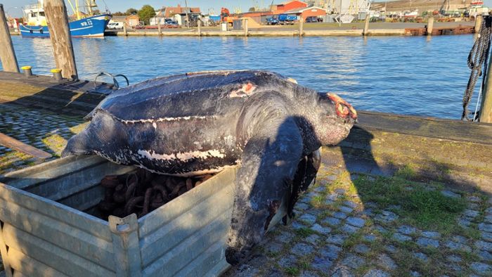 Riesige Lederschildkröte tot aus Meer gezogen