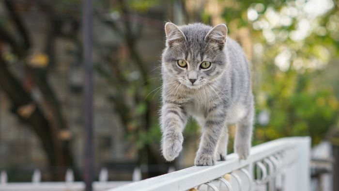 Katze entlaufen – Tipps für die Suche