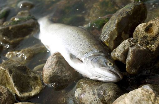 Rund 30 Forellen kamen in Folge von verunreinigtem Bachwasser zu Tode. (Symbolbild) Foto:  