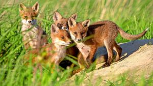 Natürliche Feinde haben die Füchse in Deutschland kaum. Foto: Adobe Stock/WildMedia