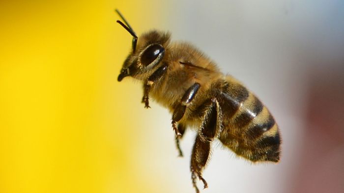 Was ist dran am Krieg der Bienen?