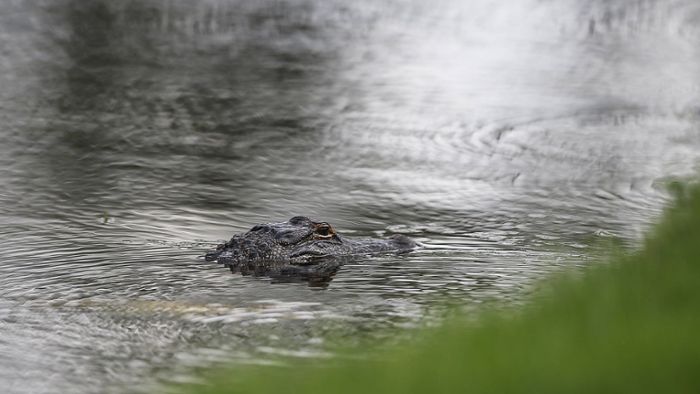Vermisstes Kleinkind tot im Maul eines Alligators gefunden