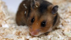 Hamster-Videos sind im Netz sehr beliebt. Foto: dpa
