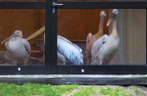 Nach einem Graureiher wurde das Virus nun auch bei zwei Pelikanen festgestellt (Symbolbild) Foto: dpa/Bernd Wüstneck