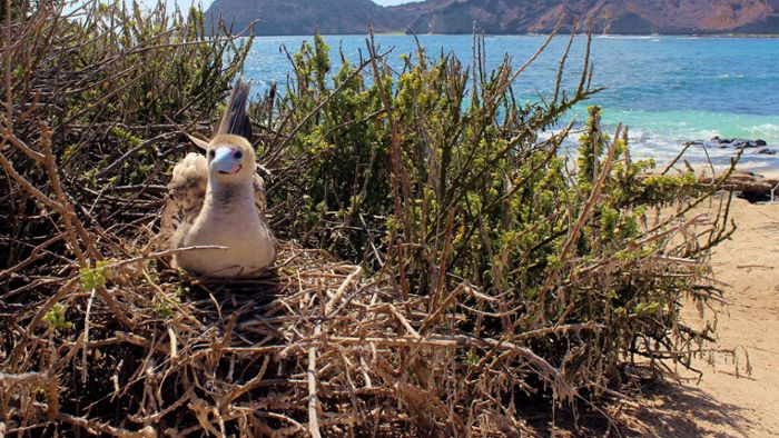 Behörden bestätigen Vogelgrippe-Verdacht auf Galápagos-Inseln