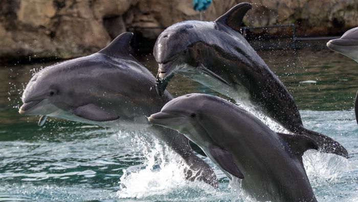 Riesige Gruppe von Delfinen begleitet ein Boot