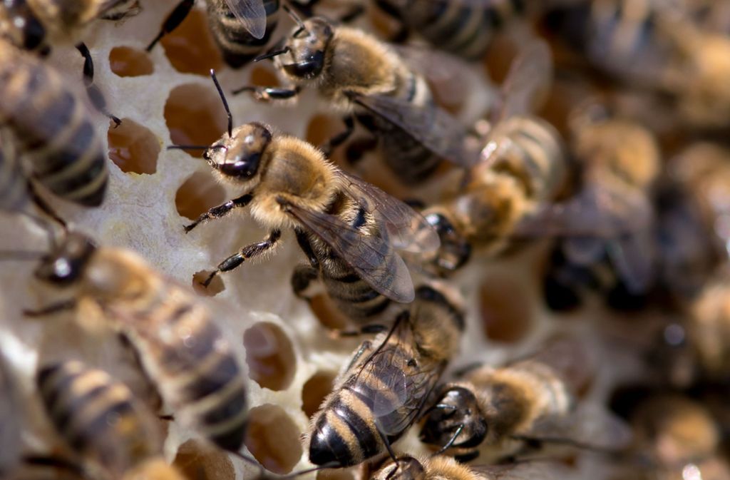 Wo der Nektar hinkommt: im Bienenstock