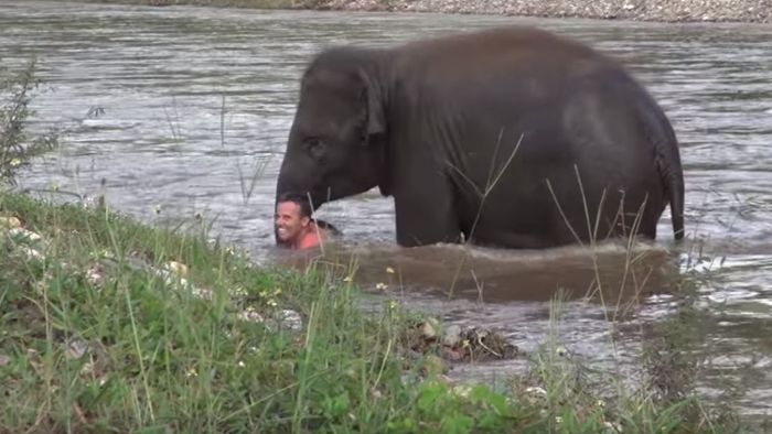 Elefant zieht seinen Pfleger aus dem Fluss