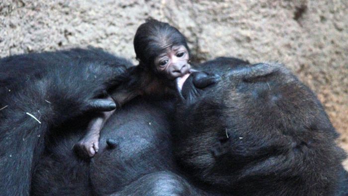 Ein Baby-Gorilla zum zweiten Advent