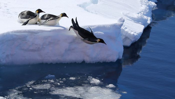 Kot-Bilder aus dem Weltall lassen auf neue Pinguin-Kolonien schließen