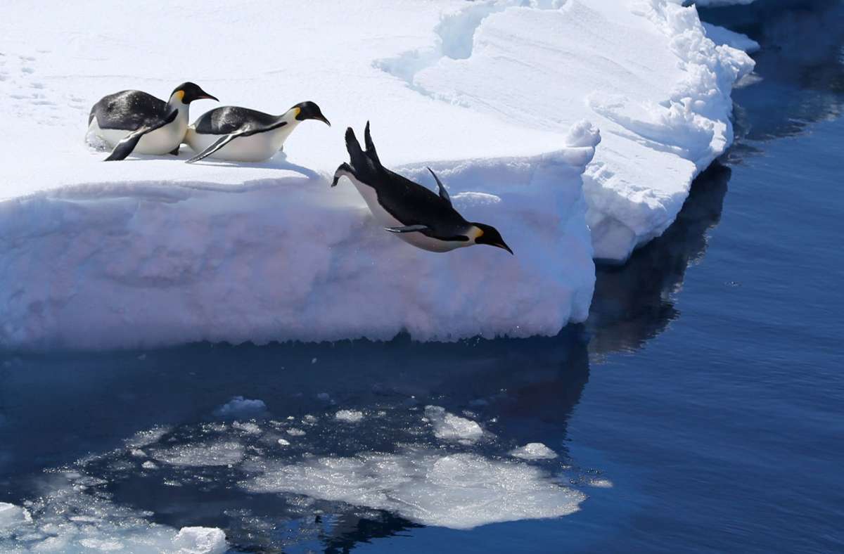 Es gibt in der Antarktis mehr Kaiserpinguine als angenommen. Foto: dpa/Liu Shiping