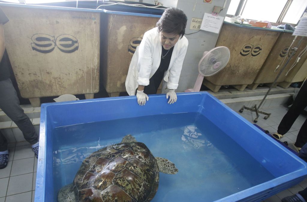 Nach der Operation durfte die Schildkröte wieder ins Wasser.