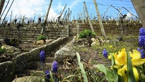 Wenn es nach dem Willen des Oberbürgermeisters geht, soll die vom Weinbau geprägte Landschaft erhalten bleiben. Foto: Achim Zweygarth