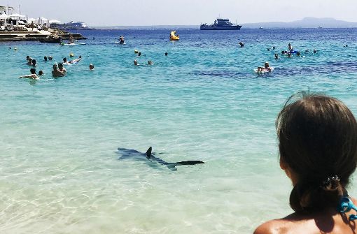Ein Hai schwimmt am 24. Juni 2017 in Palma de Mallorca am Illetes Strand. Foto: dpa