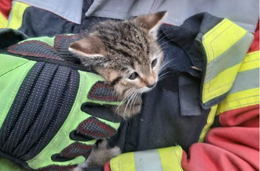 Die Feuerwehr konnte in Böblingen ein Babykätzchen retten. Foto: Feuerwehr Böblingen