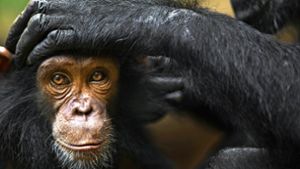 Schimpansen und frühe Menschen –  was sie verbindet