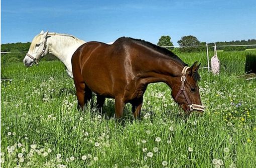 Auf den Weiden rund um den Wieslenhof grasen mehrere Pferde. Foto: privat