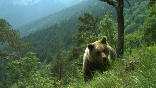 Das Trentino gilt als die Bären-Region Italiens. Foto: Matteo Zeni/Servizio Faunistico/dpa