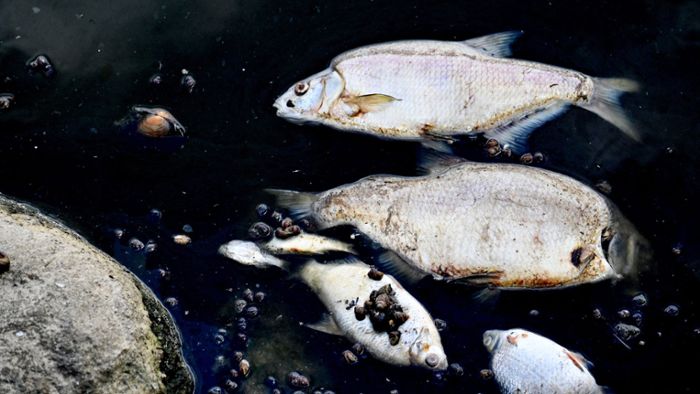 Die wichtigsten Fragen und Antworten zum Fischsterben