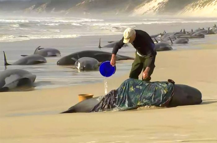 Tasmanien: Das Rätsel der gestrandeten Wale