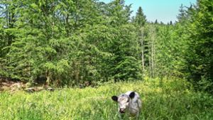 Eine Augenweide: die Rinder  im Herrenberger Stadtwald beim  Wanderparkplatz  Mönchberger Sattel Foto: factum/
